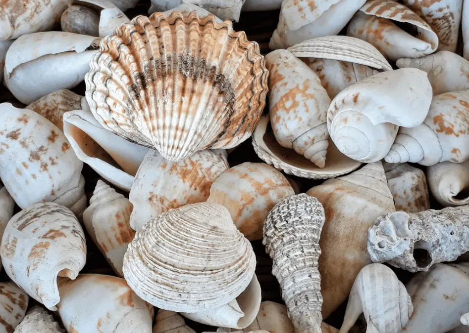 Little Ocean Makers - Shell Frame Making at Fulham Pier