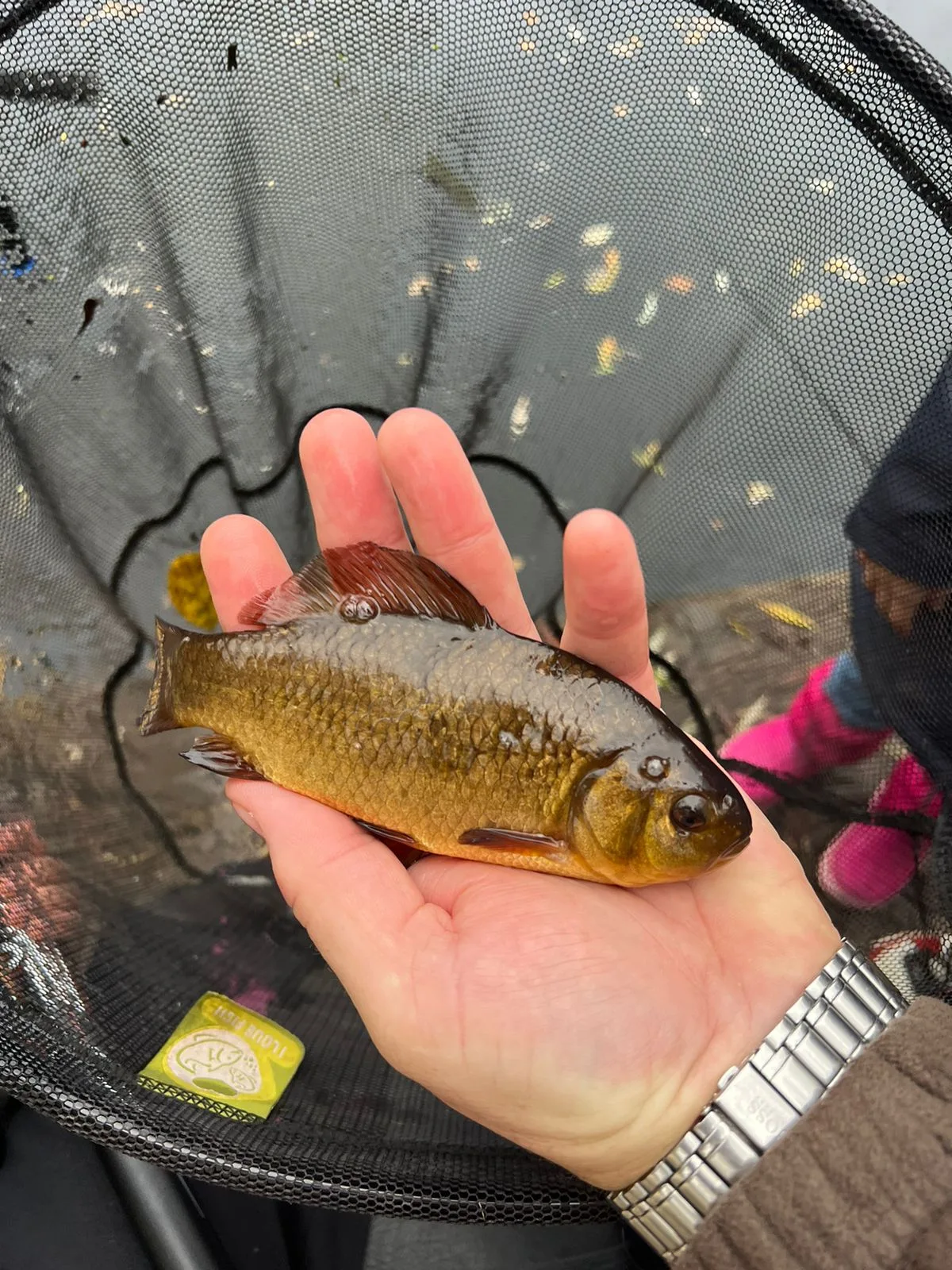 Fishing As A Family at Hall's Pool, Milton Country Park