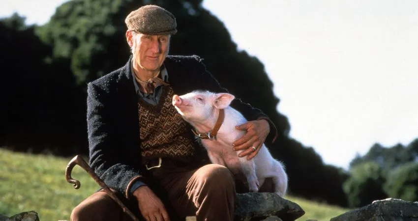 BABE (ALL TICKETS: £2.00) at The Ulster Museum