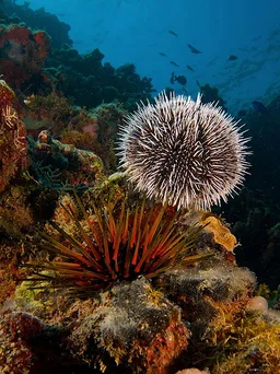 Sea Urchin
