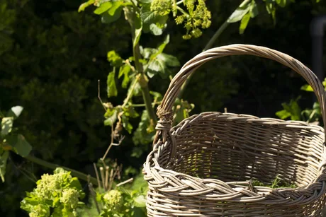 Foraged Cocktails with Fieldstudy