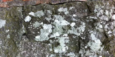 Introduction to Lichens Workshop
