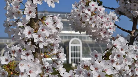 Mother’s Day London 2027| Activities and Things to Do