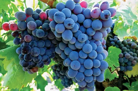 Under the Grape Skin - Syrah & Grenache