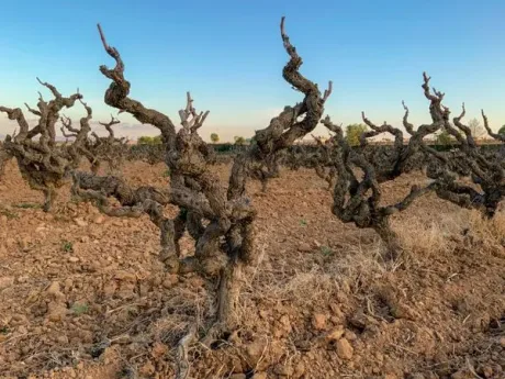 Italian Old Vine Masterclass