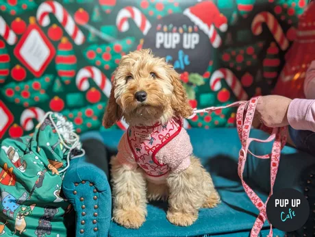 Glasgow - Dashing Doodle Christmas Tour 🎄