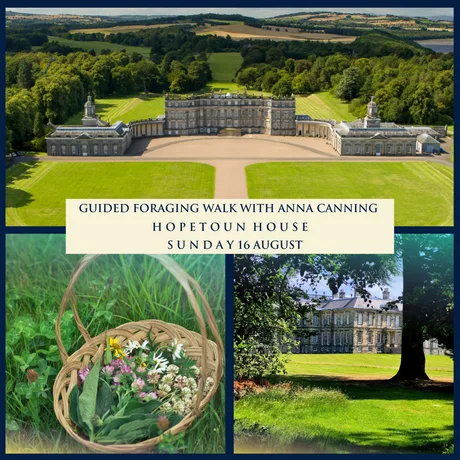 Guided Foraging Walk with Anna Canning
