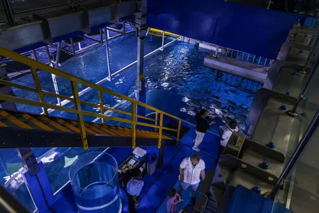 Sea Life Birmingham - Standard Entry
