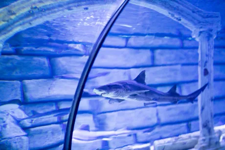 Sea Life London - Standard Entry