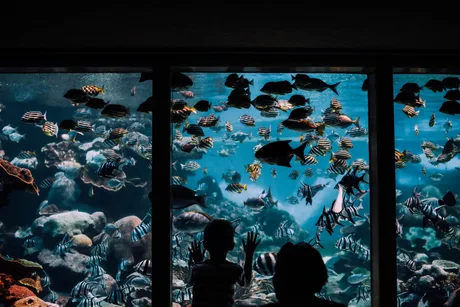Sea Life Manchester - Standard Entry