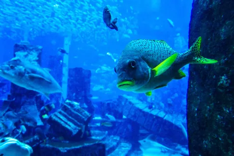 Sea Life Manchester - Standard Entry