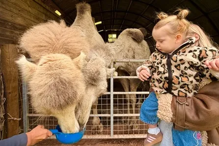 Farm Safari Experience for Two at The Secret Garden Glamping, Devon