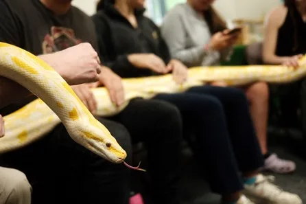 Reptile Ranger for the Day Experience at The Reptile Academy