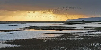 Evening Bird Safari at Rye Harbour Nature Reserve (420337035)