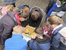 Pond dipping (Family event 18 August) NWT Ranworth Broad