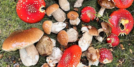 Awakening the Wild: Autumn Foraging with Wild Food Wisdom