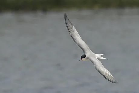 Brilliant birds (Family event) NWT Ranworth Broad