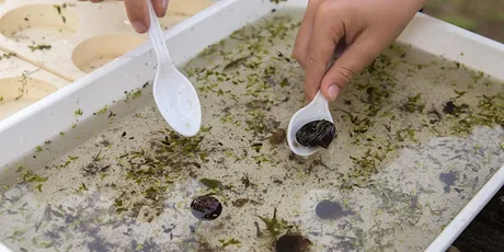 Abberton pond dipping
