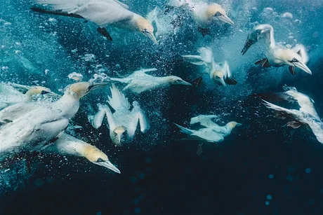 Rebecca Douglas | Into the blue - a beginners guide to underwater photos.