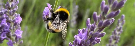Wildflower Nursery Meet & Grow Session