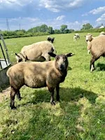BE A SHEPHERD@ The Farm Retreat