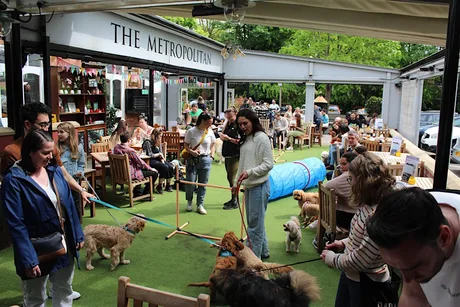 Manchester Dog Social