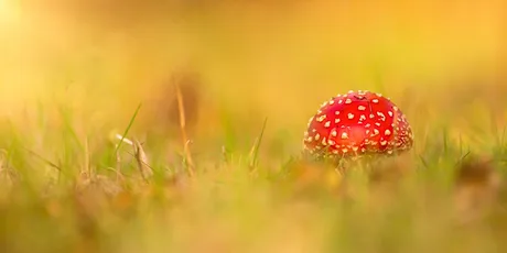 The Wonderful World of Fungi