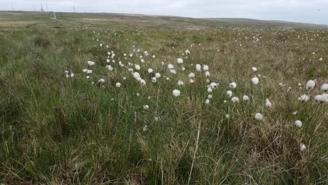 Slow Down Accessible Nature Walk at Smithills - Moorlands and History