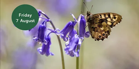 Ouse Burn Way: Butterfly Walk
