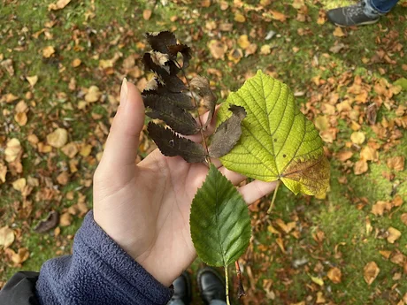 Victoria Park Wildlife Watch: Wild Maths and Autumn Crafts (September 2026)