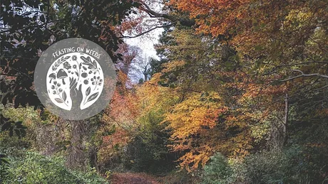 An Autumn Gathering at Ormeau Park - Fundraising for PCRF