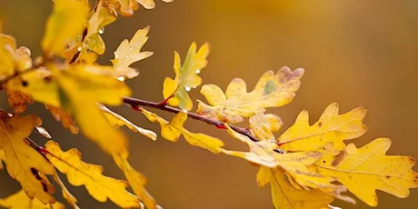 Weetslade autumn trail