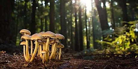 Family Fungus Walk