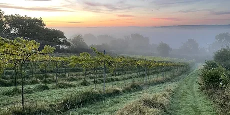 Limeburn Hill Vineyard Tour & Tasting