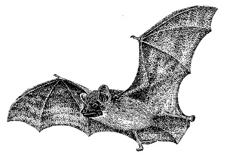 Bat Evening