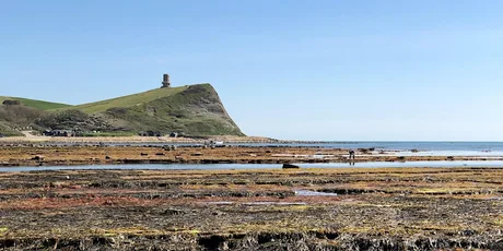 Rockpool Ramble at Kimmeridge