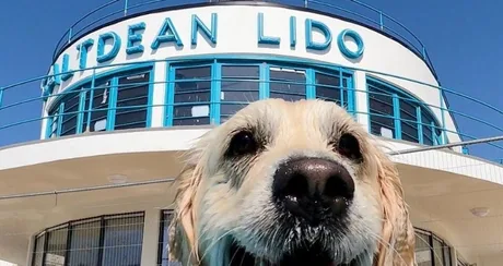 Saltdean Lido Dog Swim 2026 - Labradors