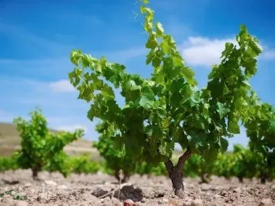 World of Wine - Spain and Portugal
