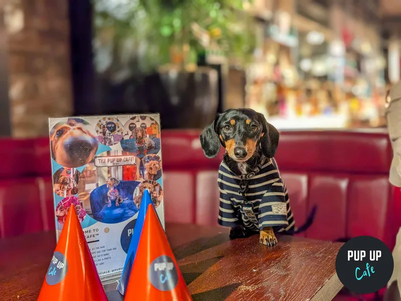 York - Dachshund Pup Up Cafe ☀️