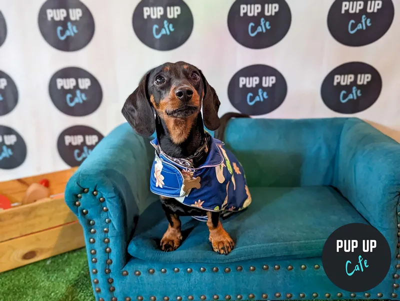 Cardiff - Dachshund Pup Up Cafe