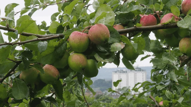 Dear Green Commons: Our Dear Green Commons Forum