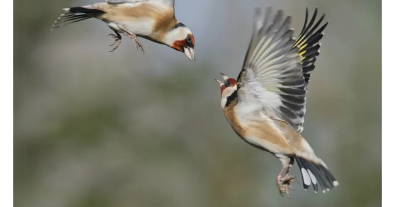 Wintering Animals