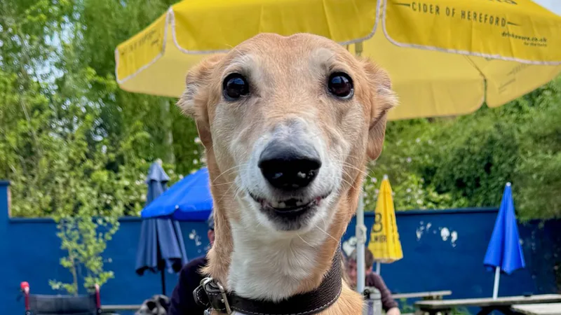 York Greyhound and Lurcher Walk