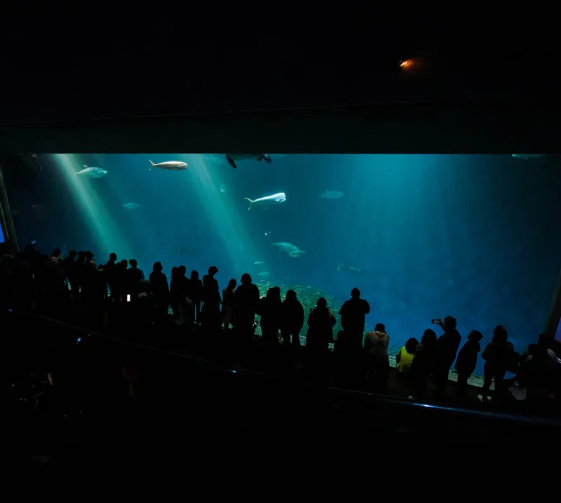 Sea Life Manchester - Standard Entry