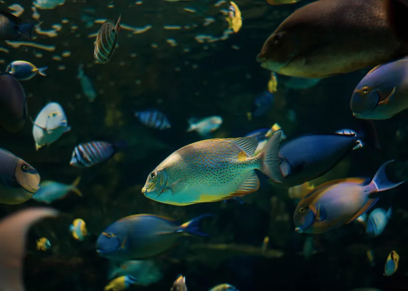 Sea Life Manchester - Standard Entry