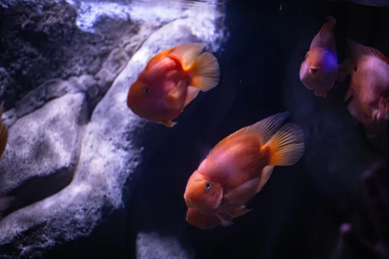 Sea Life Manchester - Standard Entry