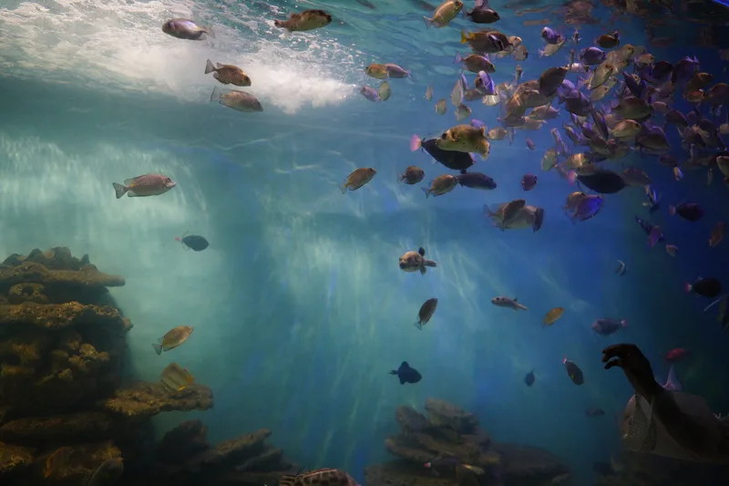Sea Life London - Standard Entry