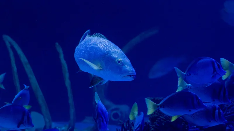 Sea Life Manchester - Standard Entry