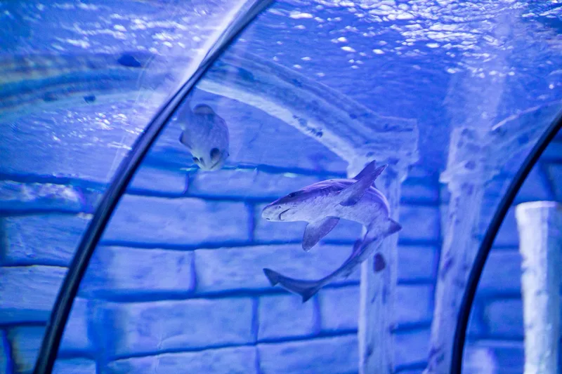 Sea Life Blackpool - Standard Entry