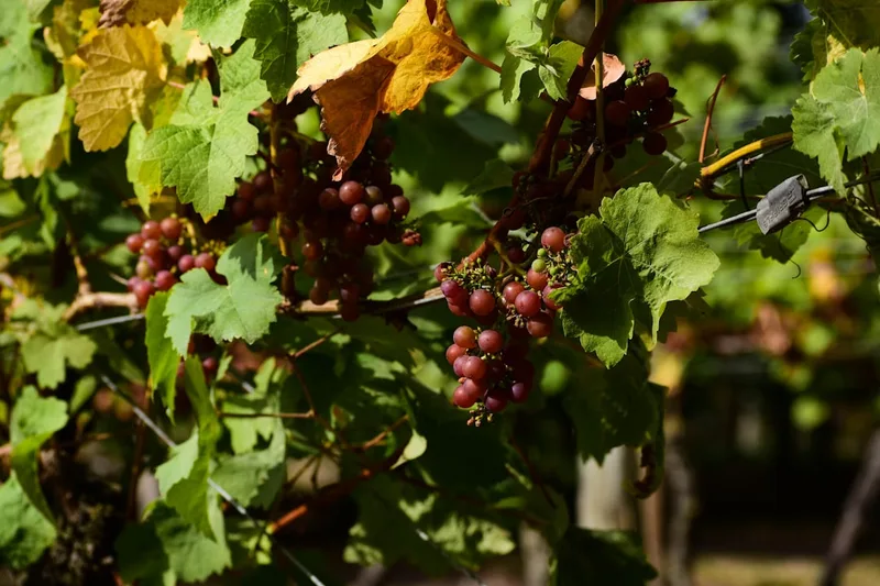 Grape Britain Wine and Tapas Tasting
